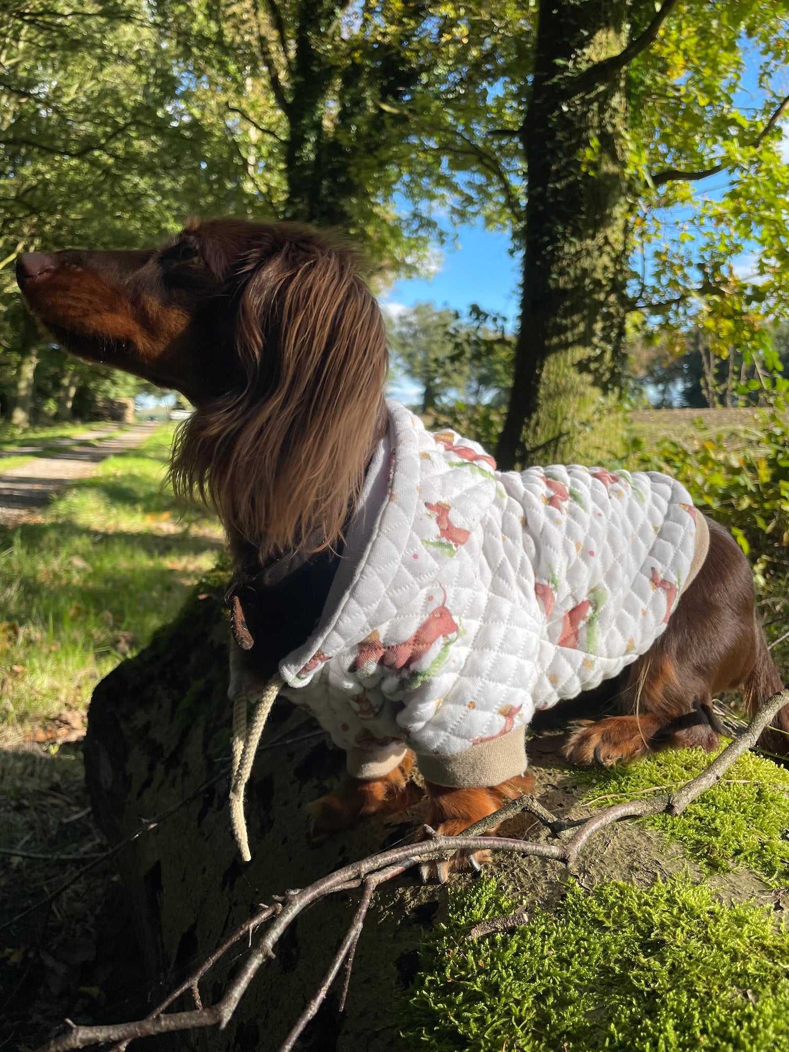 Bio Stepp Wursthund 🐾