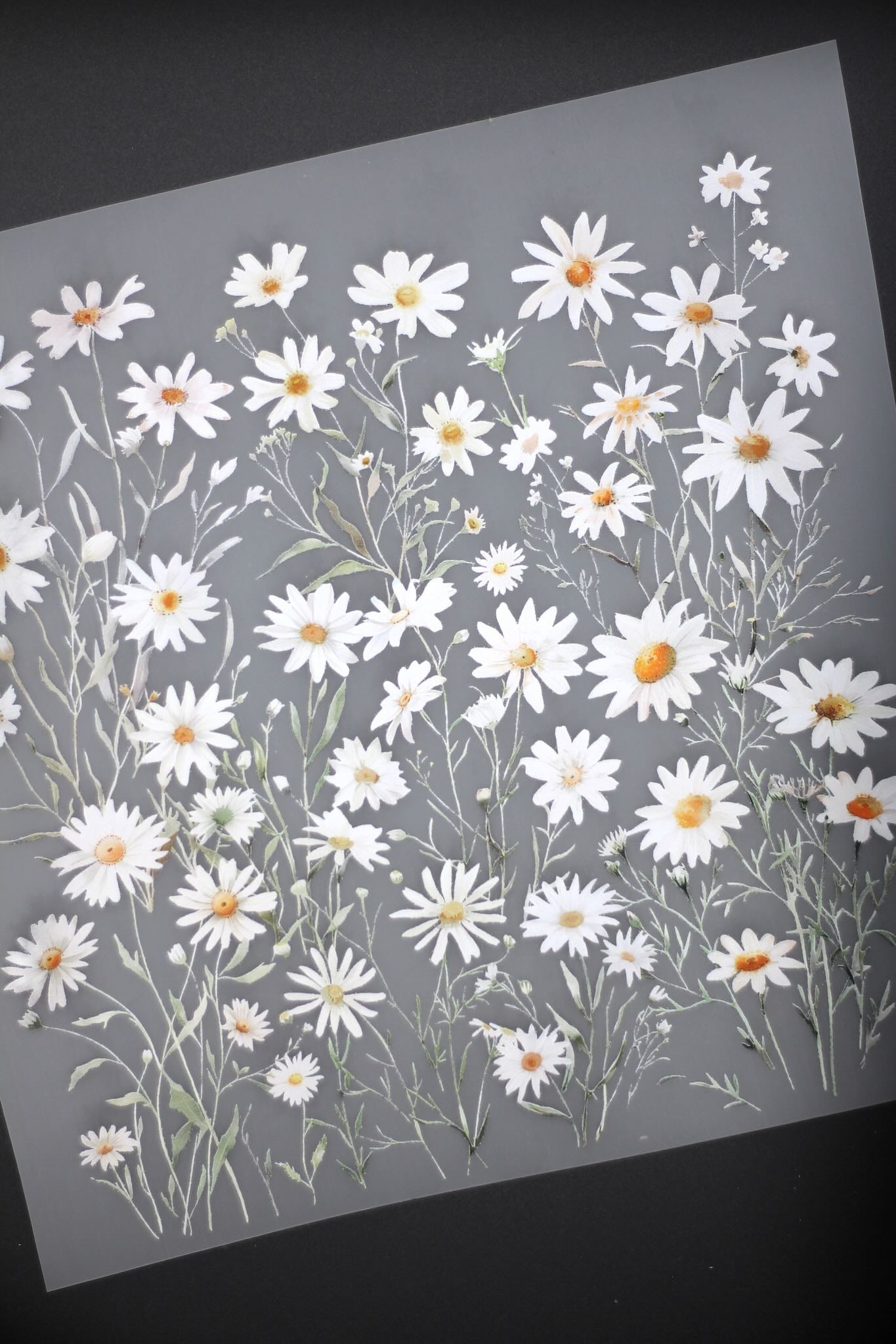 Bügelbild - Margeriten