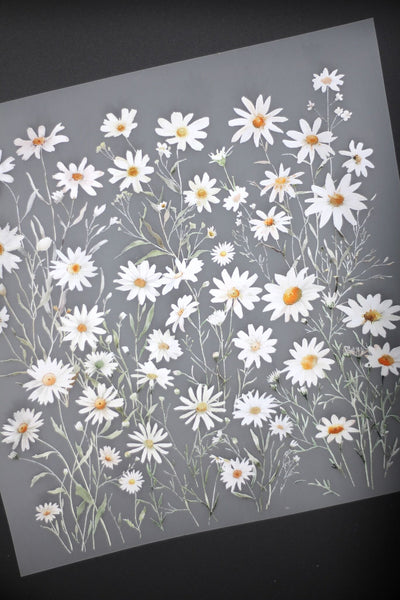 Bügelbild - Margeriten