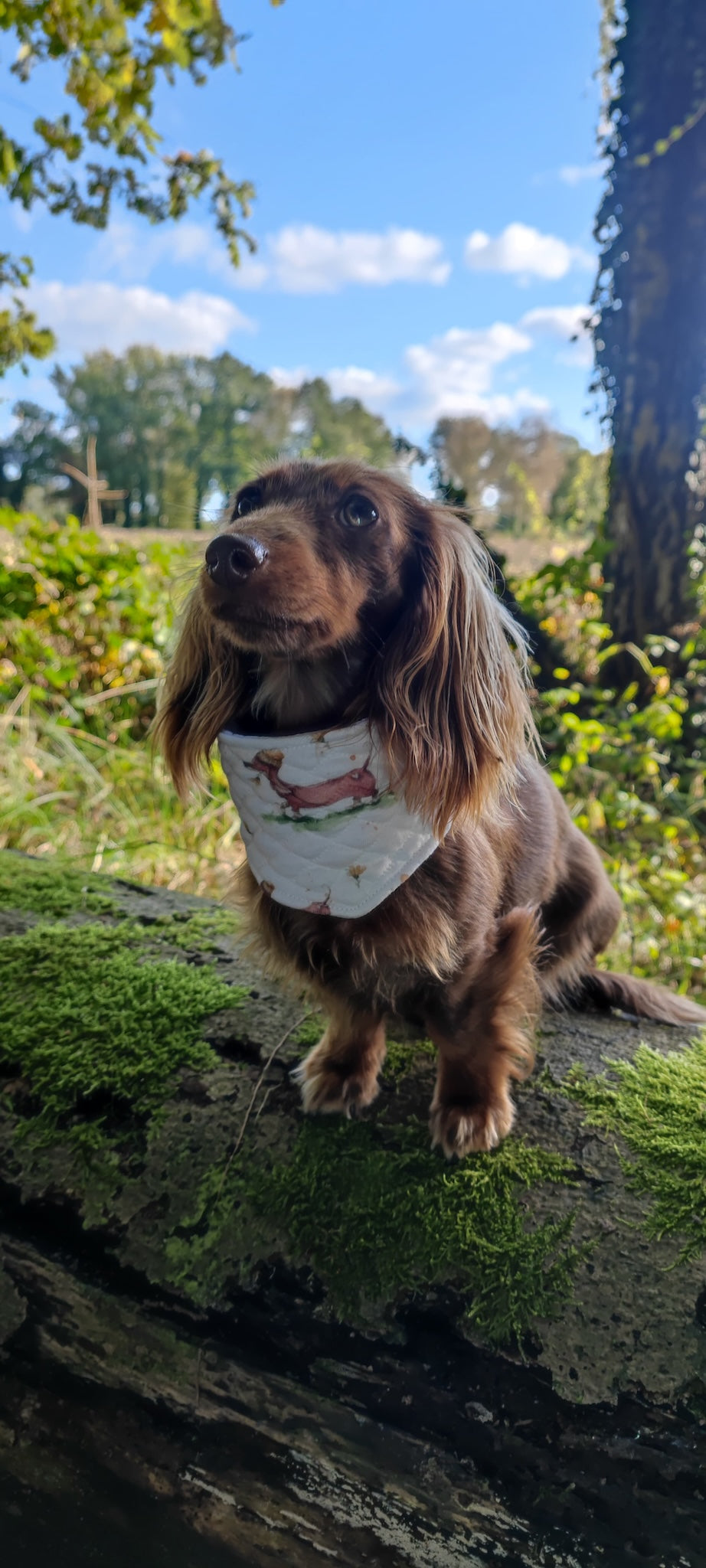 Bio Stepp Wursthund 🐾