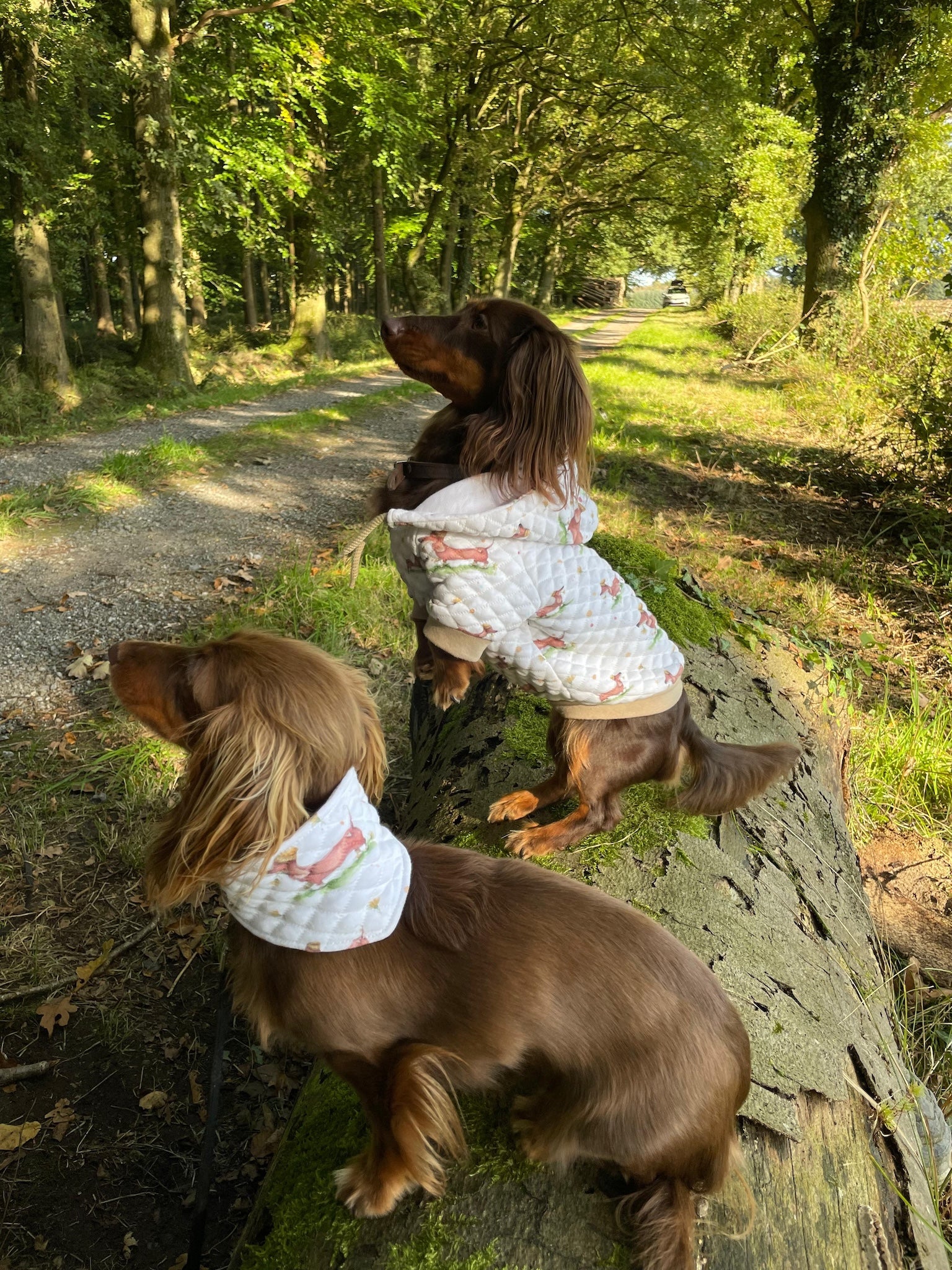 Bio Stepp Wursthund 🐾